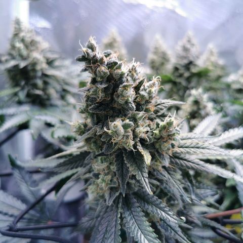 Cookies Kush #2 growlog timeline photo