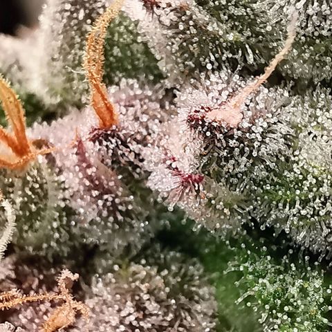 Cookies Kush #2 growlog timeline photo