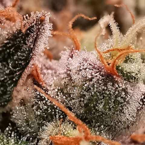 Cookies Kush #2 growlog timeline photo