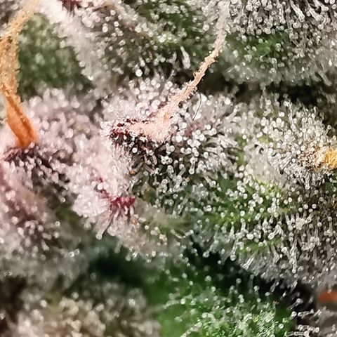 Cookies Kush #2 growlog timeline photo