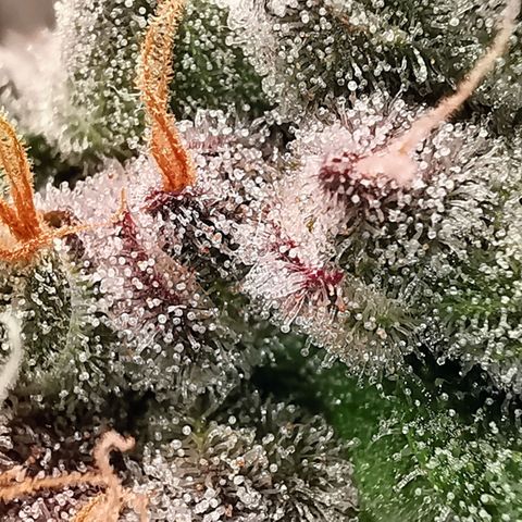 Cookies Kush #2 growlog timeline photo