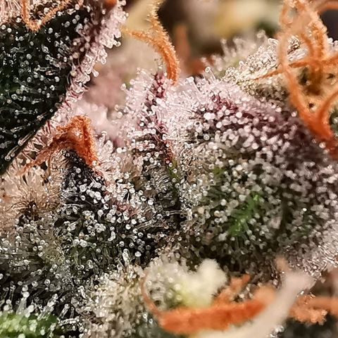 Cookies Kush #2 growlog timeline photo