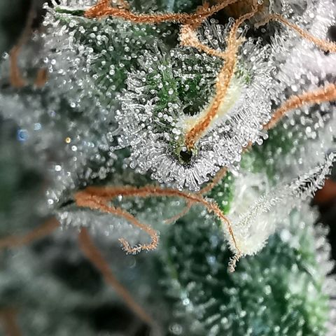 Cookies Kush #2 growlog timeline photo