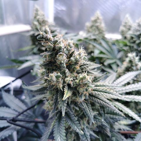 Cookies Kush #2 growlog timeline photo