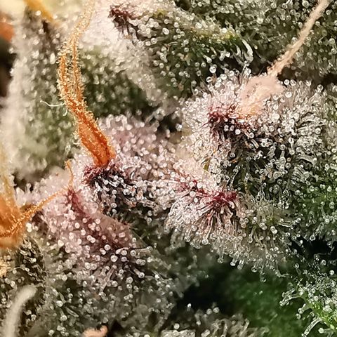 Cookies Kush #2 growlog timeline photo