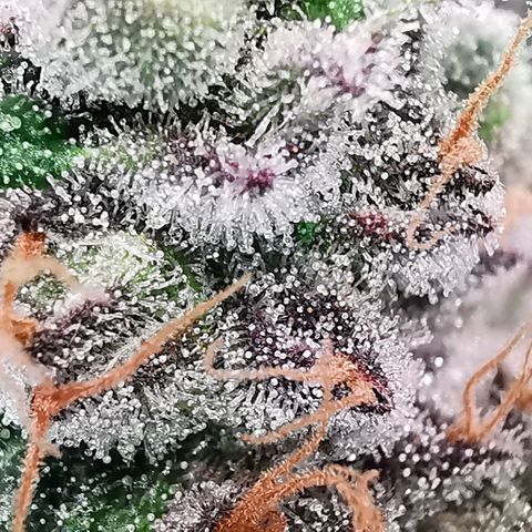Cookies Kush #2 growlog timeline photo