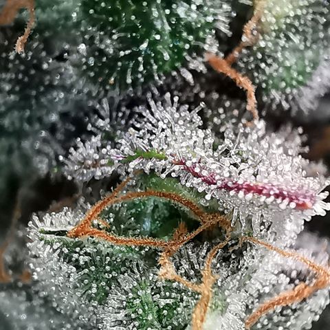 Cookies Kush #2 growlog timeline photo