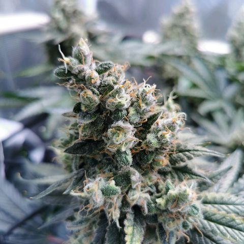 Cookies Kush #2 growlog timeline photo