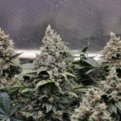 Cookies Kush #2 growlog timeline photo