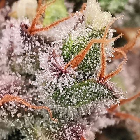 Cookies Kush #2 growlog timeline photo