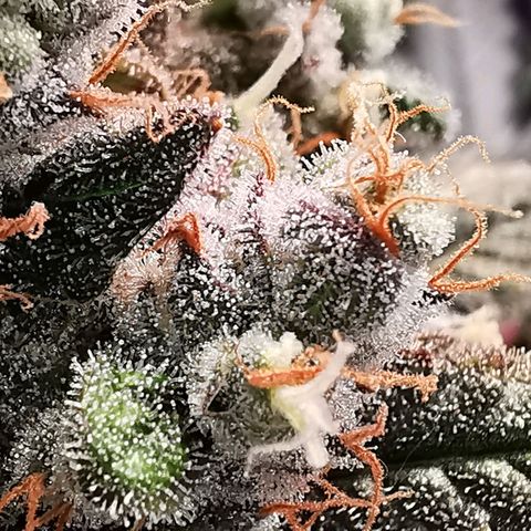Cookies Kush #2 growlog timeline photo