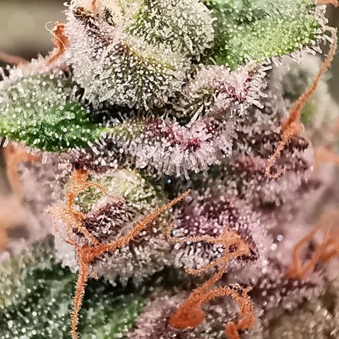 Cookies Kush #2 growlog timeline photo