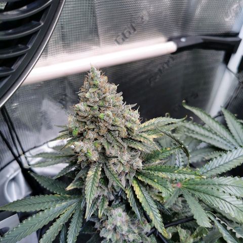 Cookies Kush #2 growlog timeline photo