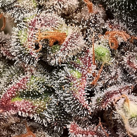 Cookies Kush #2 growlog timeline photo