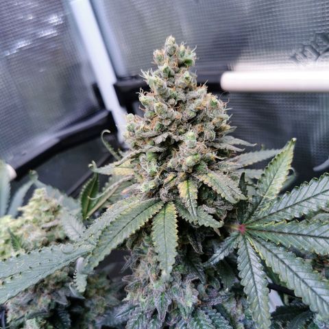 Cookies Kush #2 growlog timeline photo