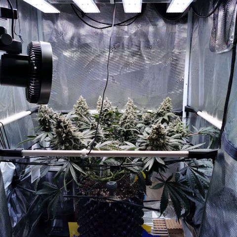 Cookies Kush #2 growlog timeline photo