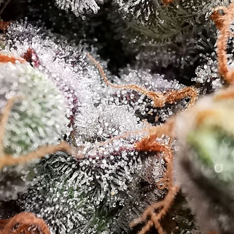 Cookies Kush #2 growlog timeline photo