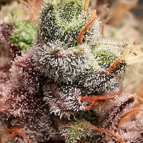 Cookies Kush #2 growlog timeline photo