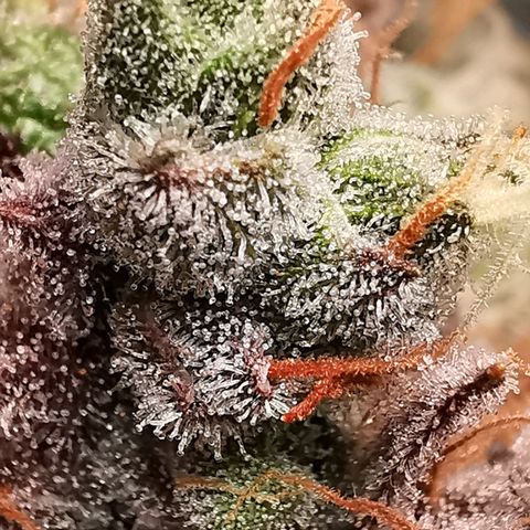 Cookies Kush #2 growlog timeline photo