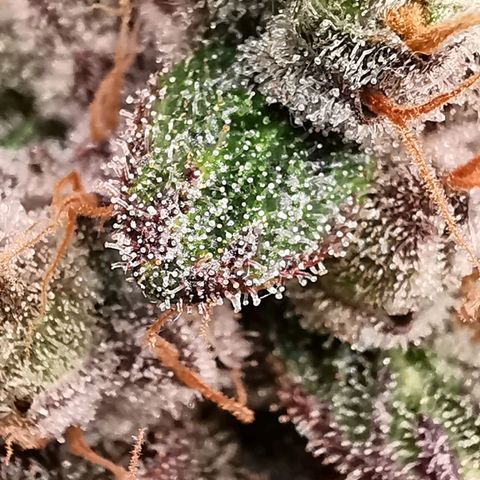 Cookies Kush #2 growlog timeline photo
