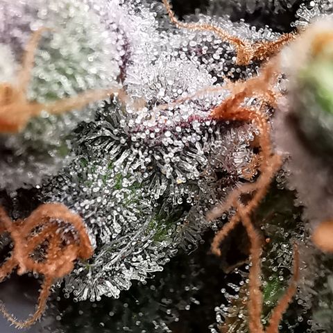 Cookies Kush #2 growlog timeline photo