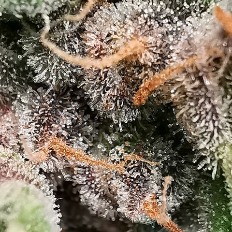Cookies Kush #2 growlog timeline photo
