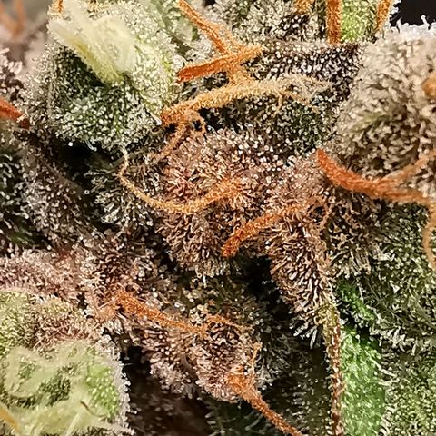 Cookies Kush #2 growlog timeline photo