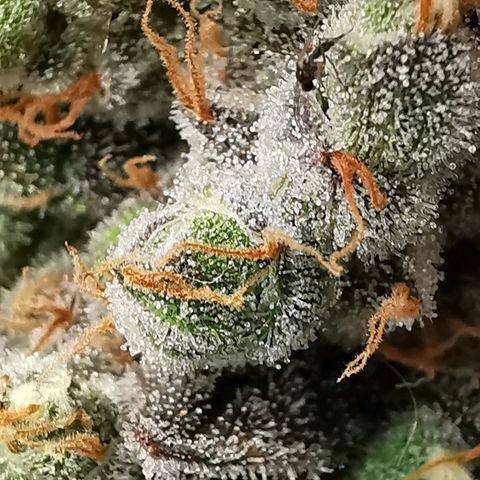 Cookies Kush #2 growlog timeline photo