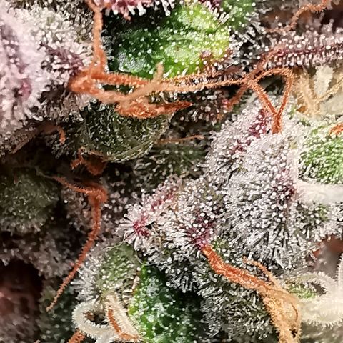 Cookies Kush #2 growlog timeline photo