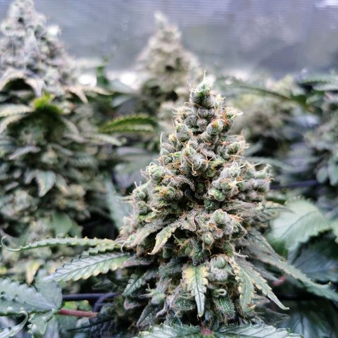 Cookies Kush #2 growlog timeline photo