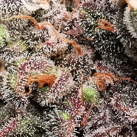 Cookies Kush #2 growlog timeline photo
