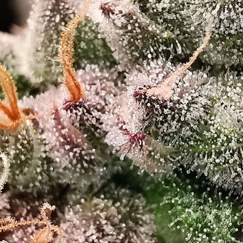 Cookies Kush #2 growlog timeline photo