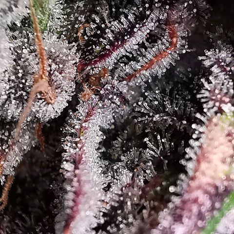 Cookies Kush #2 growlog timeline photo