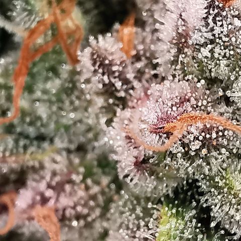 Cookies Kush #2 growlog timeline photo