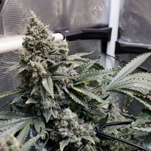Cookies Kush #2 growlog timeline photo