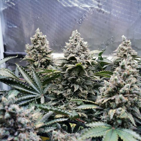 Cookies Kush #2 growlog timeline photo