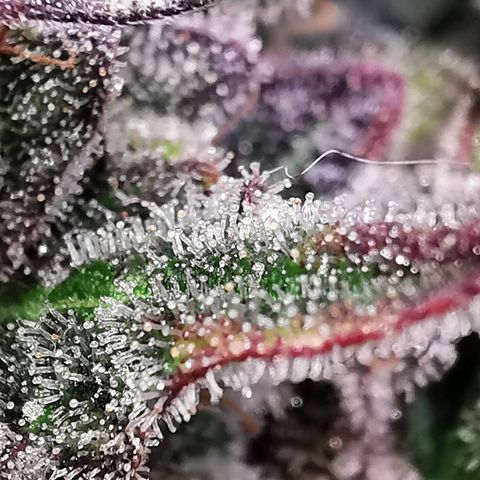 Cookies Kush #2 growlog timeline photo