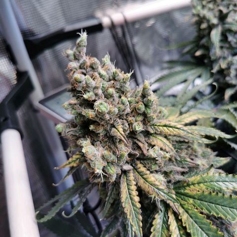 Cookies Kush #2 growlog timeline photo