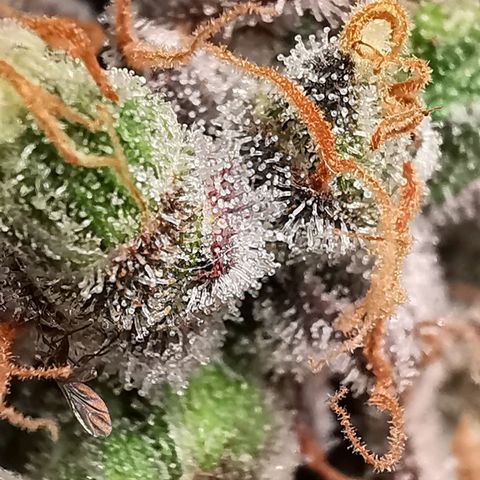 Cookies Kush #2 growlog timeline photo
