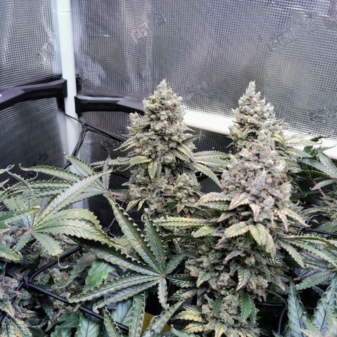 Cookies Kush #2 growlog timeline photo