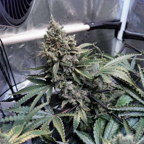 Cookies Kush #2 growlog timeline photo