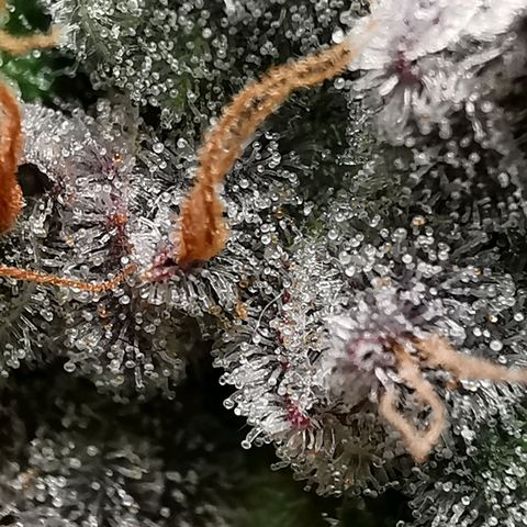 Cookies Kush #2 growlog timeline photo