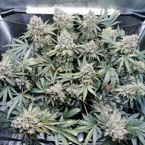 Cookies Kush #2 growlog timeline photo