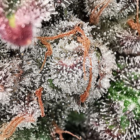 Cookies Kush #2 growlog timeline photo