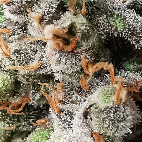 Cookies Kush #2 growlog timeline photo