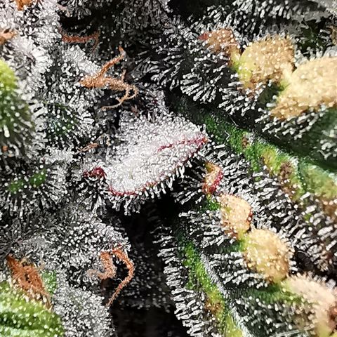Cookies Kush #2 growlog timeline photo