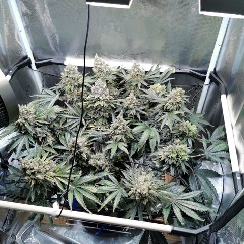 Cookies Kush #2 growlog timeline photo