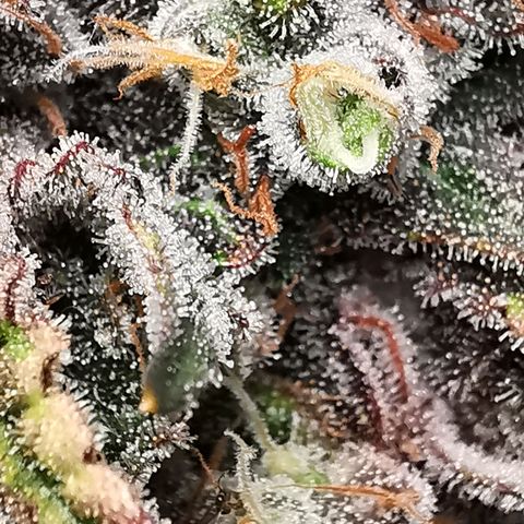 Cookies Kush #2 growlog timeline photo