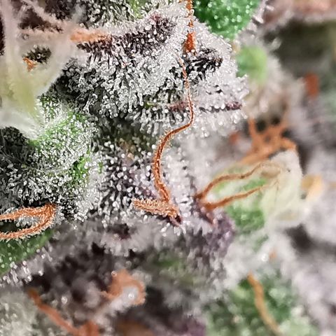 Cookies Kush #2 growlog timeline photo
