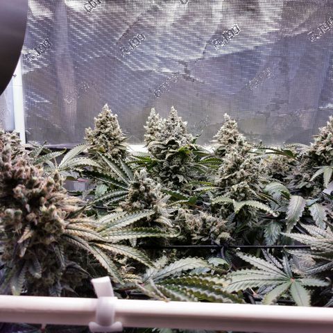Cookies Kush #2 growlog timeline photo